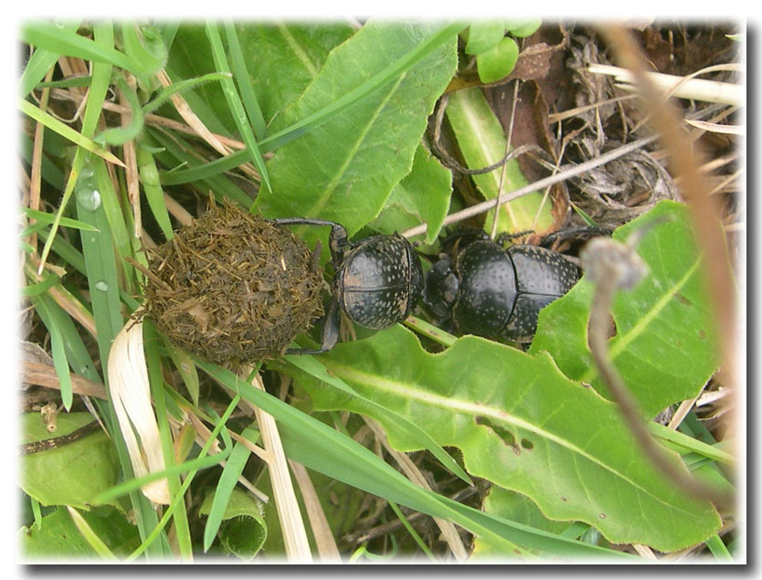 Scarabaeus variolosus